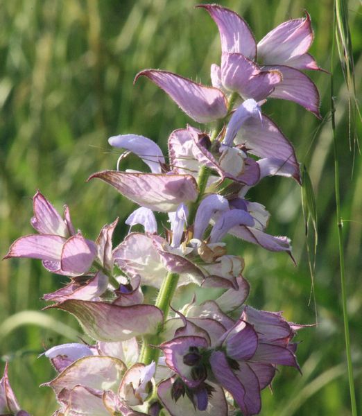 Salvia sclarea